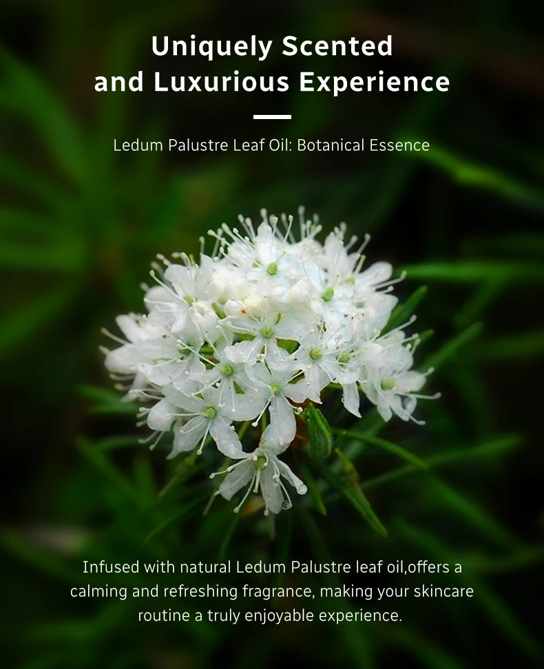 Westelite Serum Oil and Camellia Anti-agingCream Gift box packaging